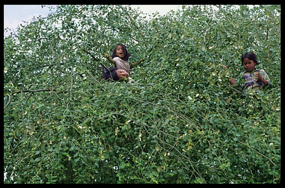 Cambodian children playing in a tree near Angkor Wat.