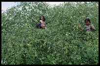 Cambodian children playing in a tree near Angkor Wat. Siem Riep, Angkor, Cambodia