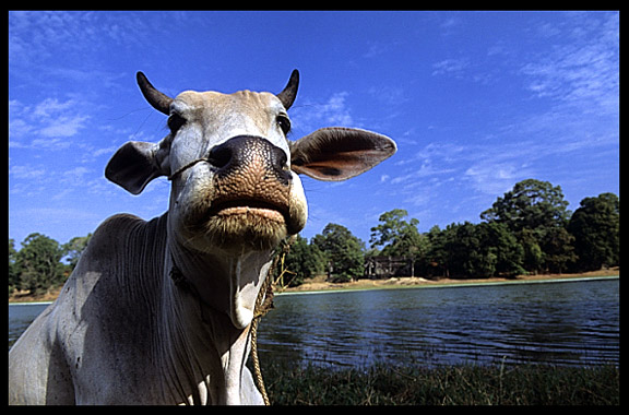 A posing cow in front of Angkor Wat.