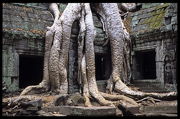 A temple at Ta Prohm is swallowed by the jungle.