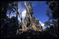 Almost swallowed by the jungle, Phimeanakas. Siem Riep, Angkor, Cambodia