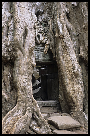 A temple at Ta Phrom is swallowed by the jungle.