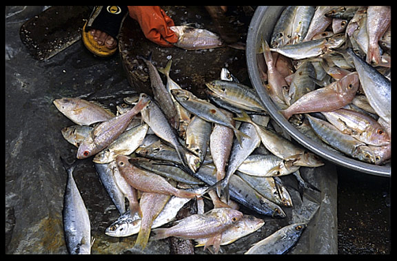 Fish for sale inside the Psar Thmei, central Phnom Penh.