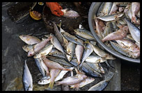 Fish for sale inside the Psar Thmei, central Phnom Penh. Cambodia