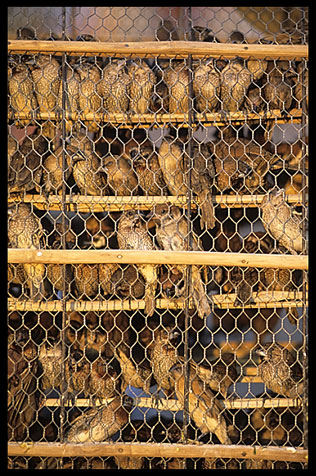 Birds for sale at Phnom Penh's riverfront.