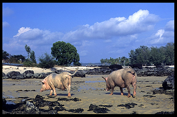 Pigs on the beach at a fishing community near Sihanoukville.