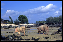 Pigs on the beach at a fishing community near Sihanoukville.