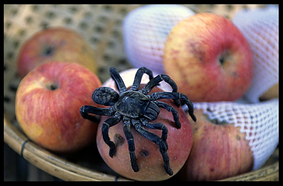 A tarantula on an apple in Skuon (otherwise known affectionately as Spiderville).