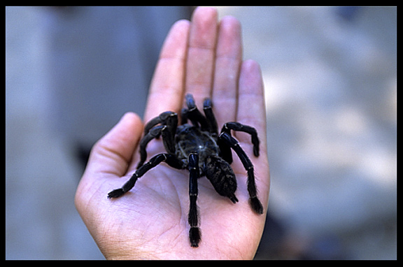 A tarantula in the photographer's hand.