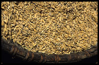 A basket with rice in a Pnong village, Sen Monorom, Cambodia