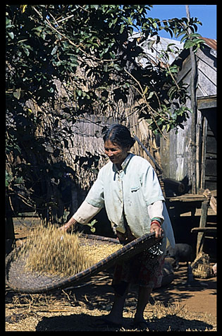 A woman harvesting rice in a Pnong village near Sen Monorom, Cambodia
