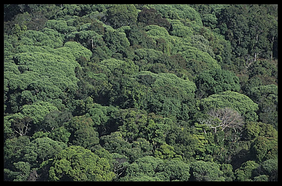 Trees on the hills in Mondulkiri near Sen Monorom, Cambodia