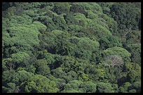 Trees on the hills in Mondulkiri near Sen Monorom, Cambodia