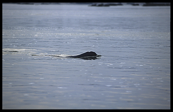 A very rare Irrawady dolphin in the Mekong River, Kratie, Cambodia