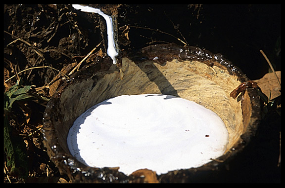 Rubber production in a village near Ban Lung, Cambodia