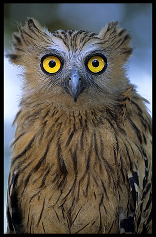 Eye to eye with an owl in the jungle of Kachon, Cambodia
