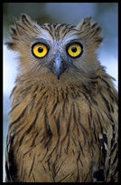 Eye to eye with an owl in the jungle of Kachon. Ratanakiri, Cambodia