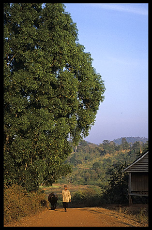 Villager with water buffalo near Boeng Yeak Lom, Ban Lung, Cambodia