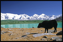 Yak with beautiful Karakul Lake in the background. Karakul Lake, Xinjiang, China