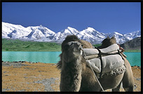 Camel with beautiful Karakul Lake in the background. Karakul Lake, Xinjiang, China