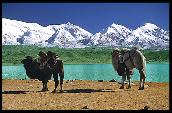 Camels with beautiful Karakul Lake in the background. Karakul Lake, Xinjiang, China