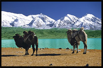 Camels with beautiful Karakul Lake in the background. Karakul Lake, Xinjiang, China