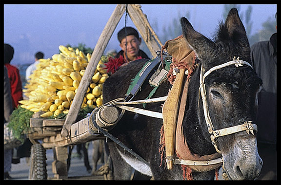 Portrait of Uyghur kid with donkey selling carrots. Kashgar, Xinjiang, China
