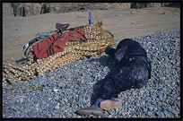 Portrait of sleeping Uyghur boy. Kashgar, Xinjiang, China