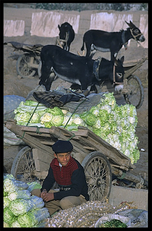 Portrait of Uyghur boy with his stock. Kashgar, Xinjiang, China