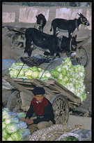 Portrait of Uyghur boy with his stock. Kashgar, Xinjiang, China