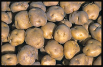 Potatoes for sale at the Sunday Market. Kashgar, Xinjiang, China