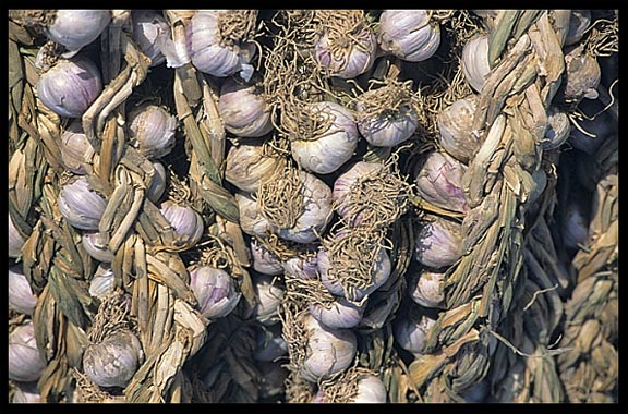 Garlic for sale at the Sunday Market. Kashgar, Xinjiang, China