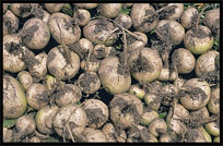 Vegetables for sale at the Sunday Market. Kashgar, Xinjiang, China