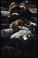 Sheep for sale at the Sunday Market. Kashgar, Xinjiang, China
