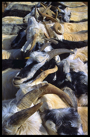 Goats for sale at the Sunday Market. Kashgar, Xinjiang, China