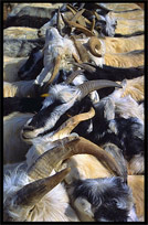 Goats for sale at the Sunday Market. Kashgar, Xinjiang, China