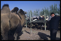 Selling camels on the Sunday Market. Kashgar, Xinjiang, China