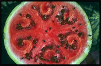 Watermelon for sale at the Sunday Market. Kashgar, Xinjiang, China