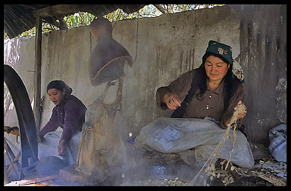 Producing silk. Hotan, Xinjiang, China