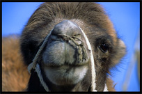 A camel at the Sunday Market. Hotan, Xinjiang, China