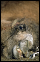 A camel ready to be slaughtered at the Sunday Market. Hotan, Xinjiang, China