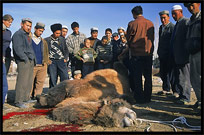 A camel ready to be slaughtered at the Sunday Market. Hotan, Xinjiang, China