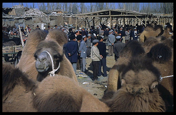 Camels for sale at the Sunday Market. Hotan, Xinjiang, China