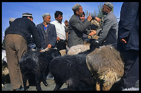 Sheep for sale at the Sunday Market. Hotan, Xinjiang, China