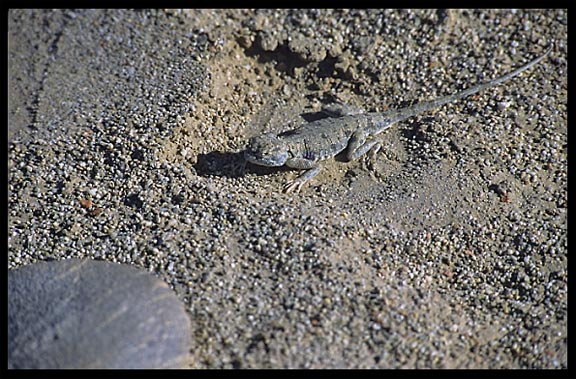 A desert lizard at Yuetegan Yizhi (Yotkan Ruins). Hotan, Xinjiang, China