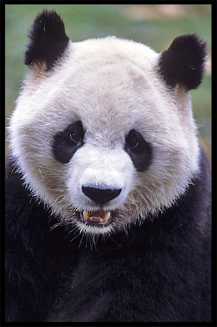 Giant Panda. Chengdu, Sichuan, China