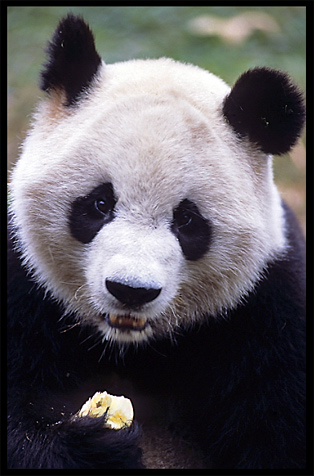 Giant Panda. Chengdu, Sichuan, China