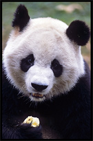 Giant Panda. Chengdu, Sichuan, China