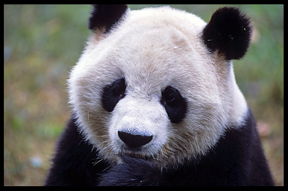 Giant Panda. Chengdu, Sichuan, China