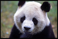 Giant Panda. Chengdu, Sichuan, China